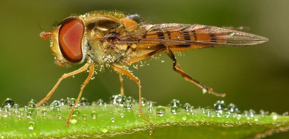 寄生虫などで作られるゾンビ