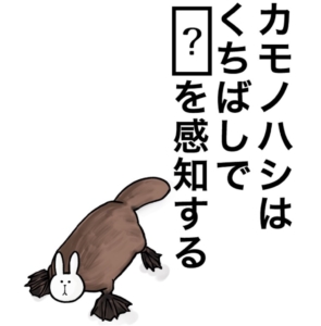 【知ってた？謎解き動物の雑学】　問題46の攻略